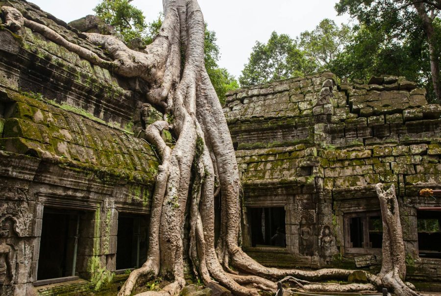 Ancient Ta Prohm temple with massive tree roots in Siem Reap, Cambodia.