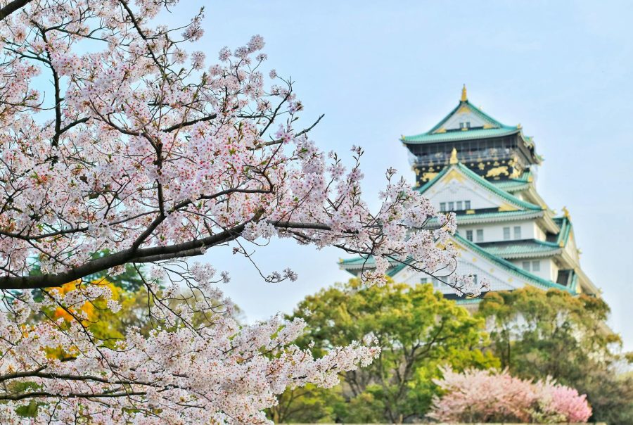 Capture of Osaka Castle surrounded by beautiful cherry blossoms during spring. A stunning blend of nature and architecture.