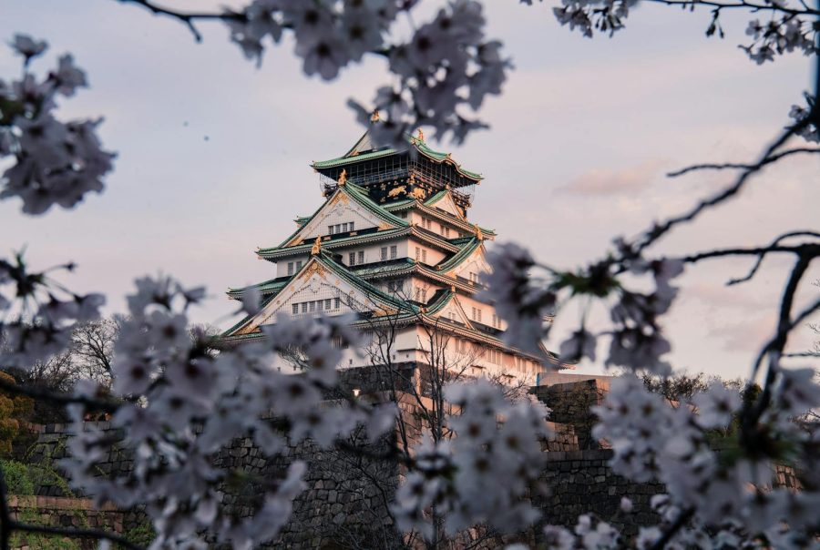 Captivating view of Osaka Castle framed by cherry blossoms in full bloom during spring.