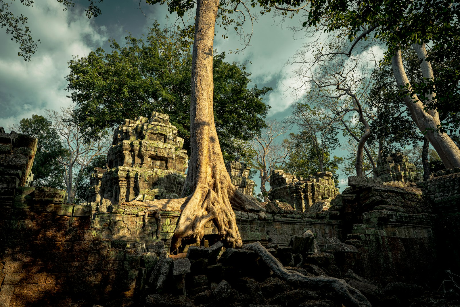 brown tree trunk on brown rock formation during daytime